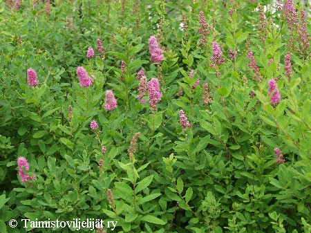 Spiraea x billardii